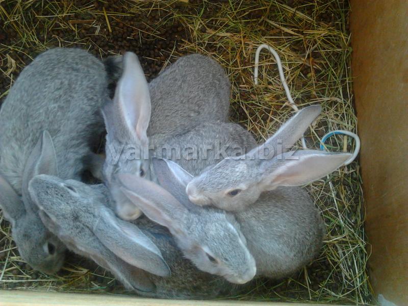 К чему снится кролик серый. Серый великан кролик. Кроль 3 мес серый великан. Серый великан в 3 месяца. Новорождённые кролики великаны.