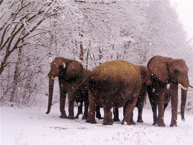 В Новосибирской области замёрзших слонов отпаивали водкой